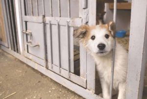 Adopted dog: Mixed breed waits at shelter to be taken to his new home. 