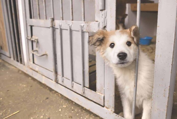 Adopted dog: Mixed breed waits at shelter to be taken to his new home.