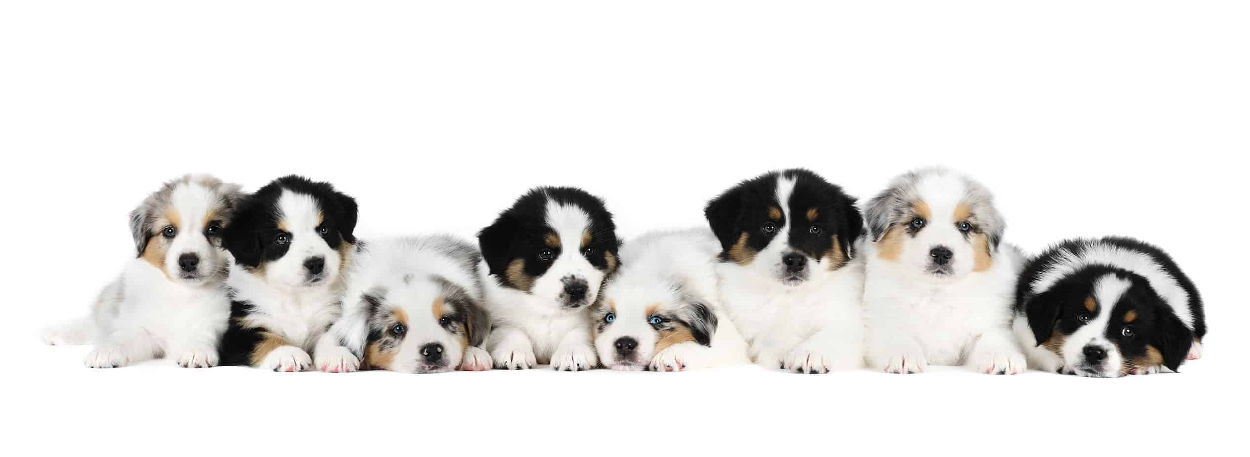 Dog cloning: Consider pros, cons before deciding to copy your dog