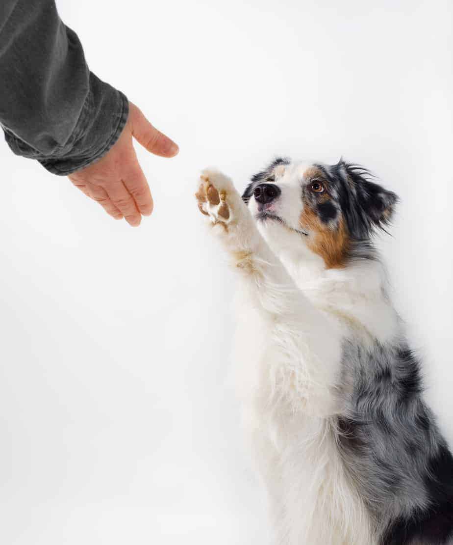 Cute Australian Shepherd holds up paw to shake. Dogs use their paws to communicate.