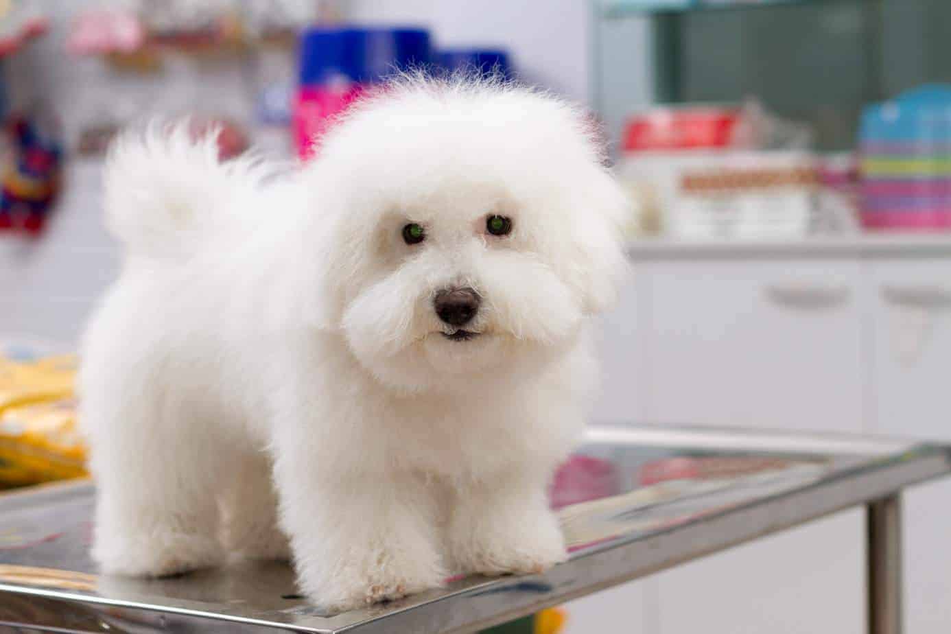 how much does a bichon frise puppy cost