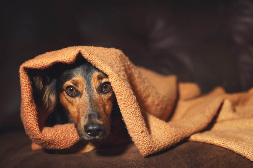 Cure dog separation anxiety with medication, treats and training. Nervous dog curls up in a blanket to reduce separation anxiety. 