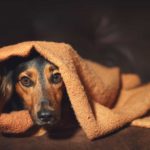 Cure separation anxiety with medication, treats and training. Nervous dog curls up in a blanket to reduce separation anxiety.