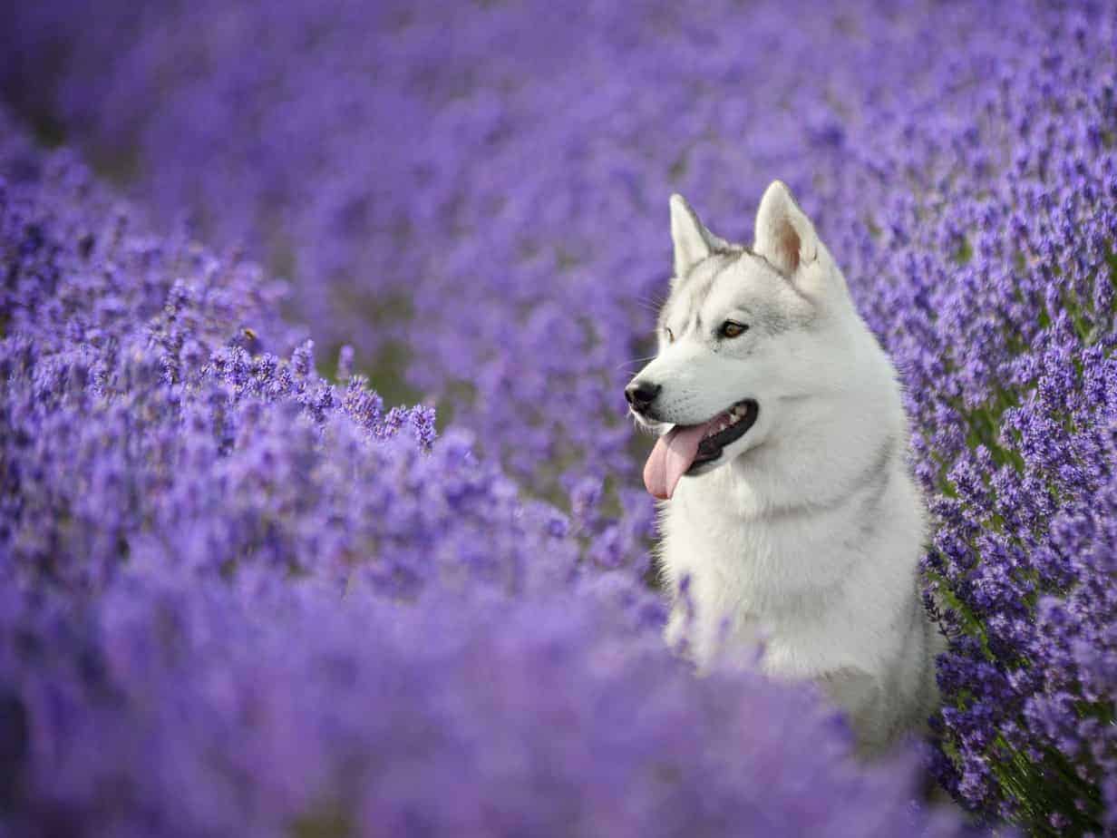 Protect your dog from insect bites and stings