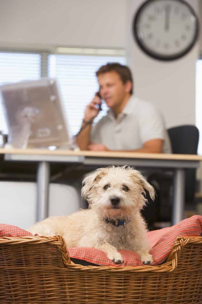 Small dog rests in basket while owner works. Dog breed size can affect where you take your pet.