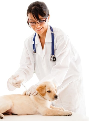 vet gives dog vaccine