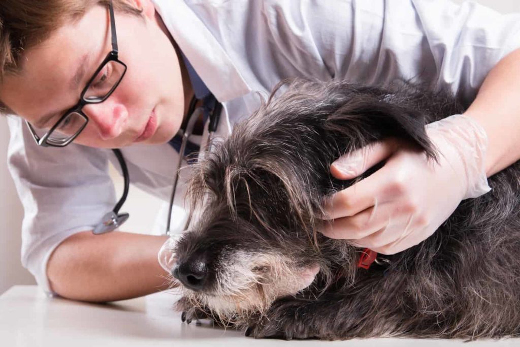 vet visit