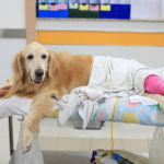 pet insurance for dogs