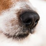 dog sense smell