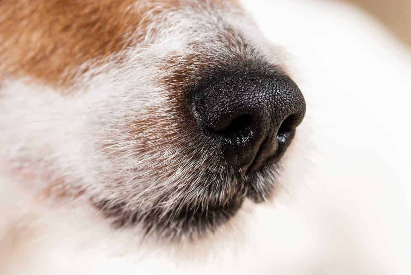 dogs-detect-illness-powerful-noses-sniff-out-cancer-migraines