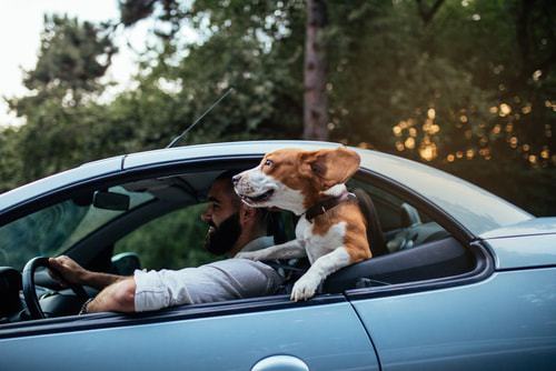 Beagle enjoys sticking head out the car window. Dog travel safety tips: Whether you're on a quick outing across town or a long road trip, your pet should always be restrained while you're behind the wheel.