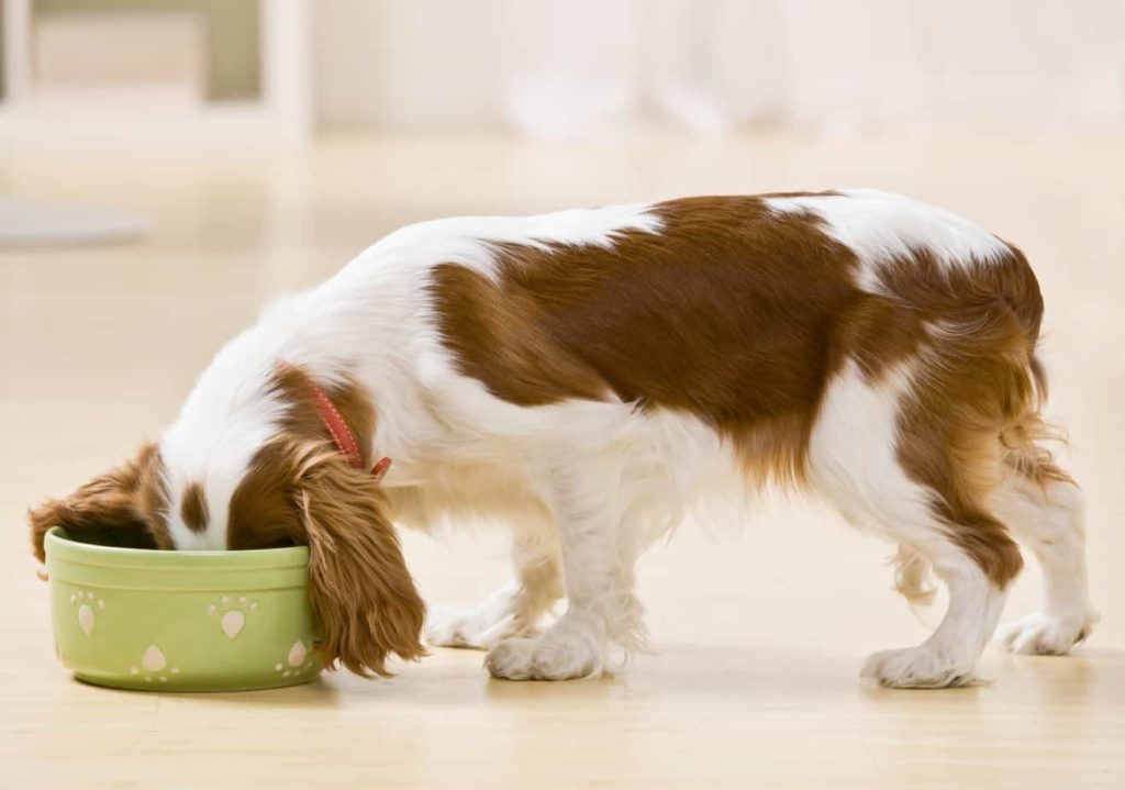 Hungry dog eating food from bowl