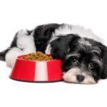 Cute Havanese puppy with dog food dish. Enzymes in dog food improve digestion by improving the absorption of nutrients, removing excess fat, and breaking down plant materials.