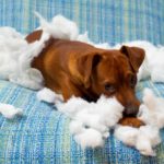 Prevent doggie disasters by providing your dog with an environment that encourages good choices, give his days a routine, and ensure he has his needs met.