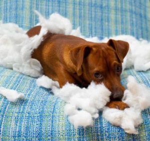 Prevent doggie disasters by providing your dog with an environment that encourages good choices, give his days a routine, and ensure he has his needs met.