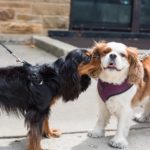 Making new friends during walks is just one way dogs help owners adjust after a move. Black, furry dachshund gives a Cavalier King Charles Spaniel a kiss on a busy sidewalk.