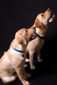 Labradors are a good example of dependent dogs -- dogs that like to be with their people all the time.