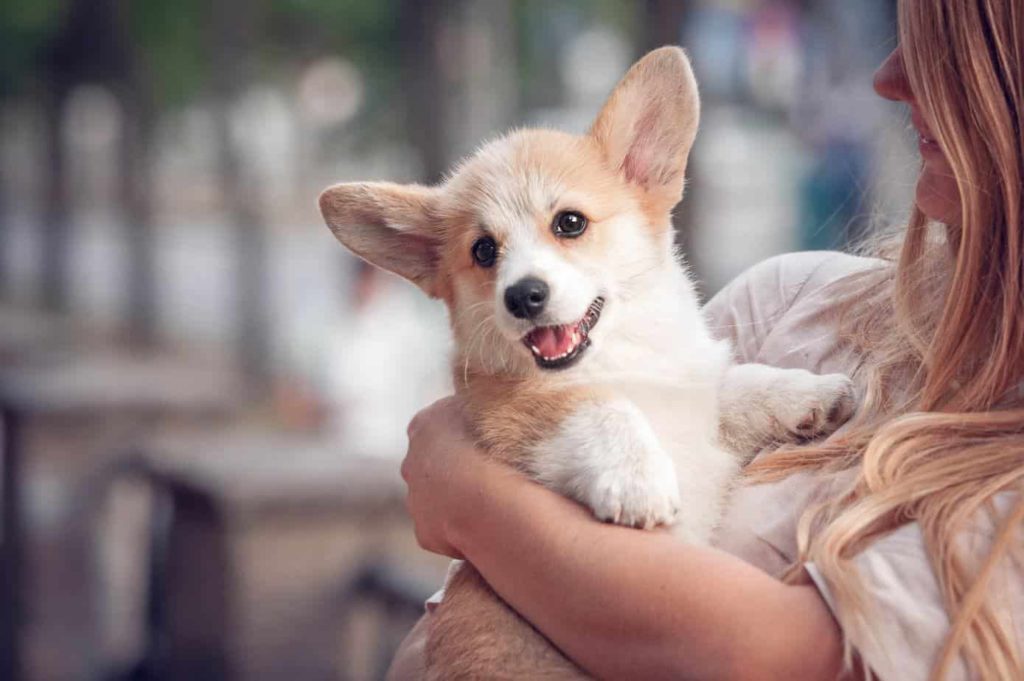 Cute corgi puppy cuddles with woman. PetFinder.com compiles info about pets on rescue websites across the country into one spot for an easy search by breed, location, and more. 