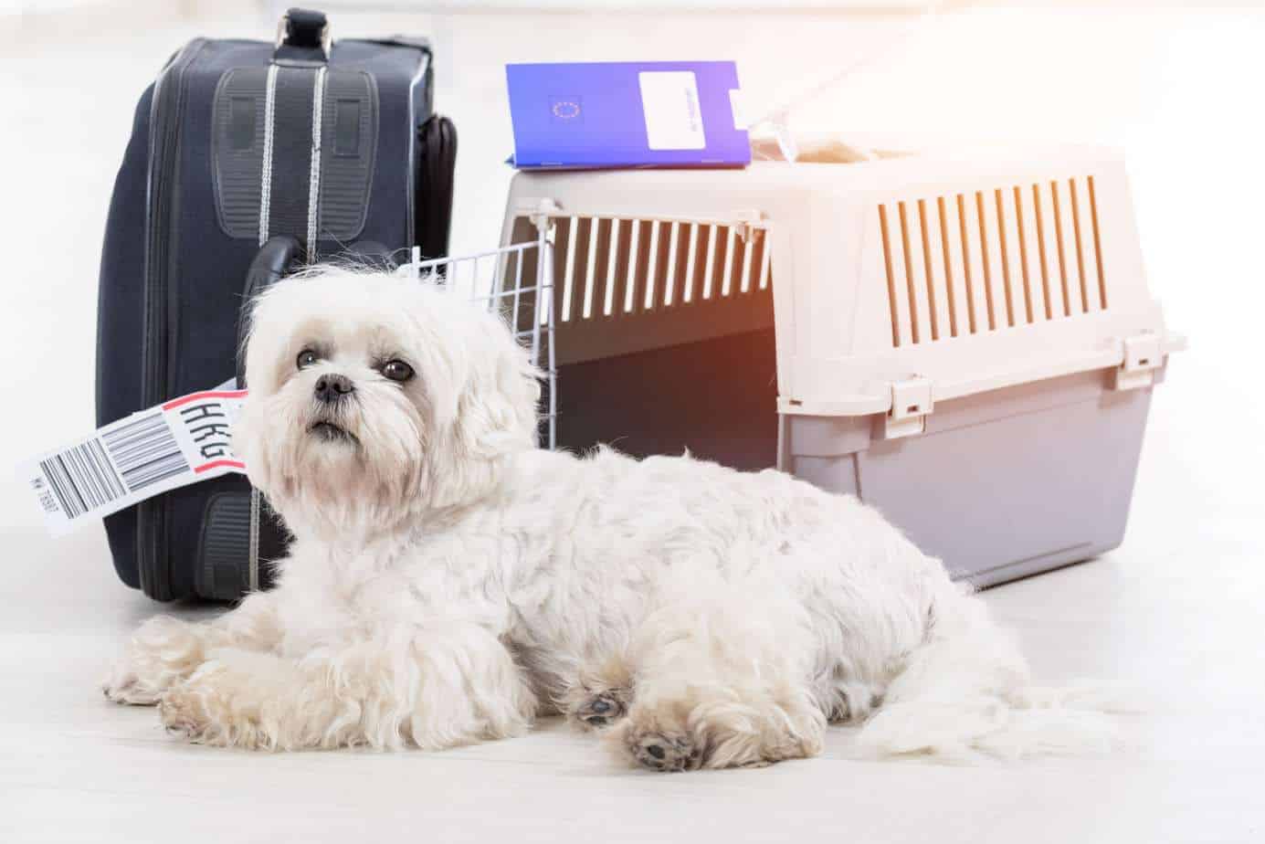 Flying with your dog: Be sure to crate train before your trip to ensure he's ready. Don’t assume your dog will be fine with a new crate in a new environment with a lot of loud stuff going on all around them. Maltese appears nervous before getting crate for plane trip.