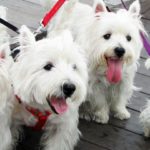 Pet-care business. Consider starting a business walking multiple dogs