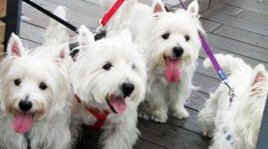 Walking multiple dogs: Taking a pack of westies for a walk