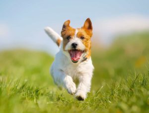 Jack Russell Terriers are happy, healthy little dogs.