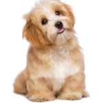 Puppy-proof your home to keep your new havanese puppy safe.