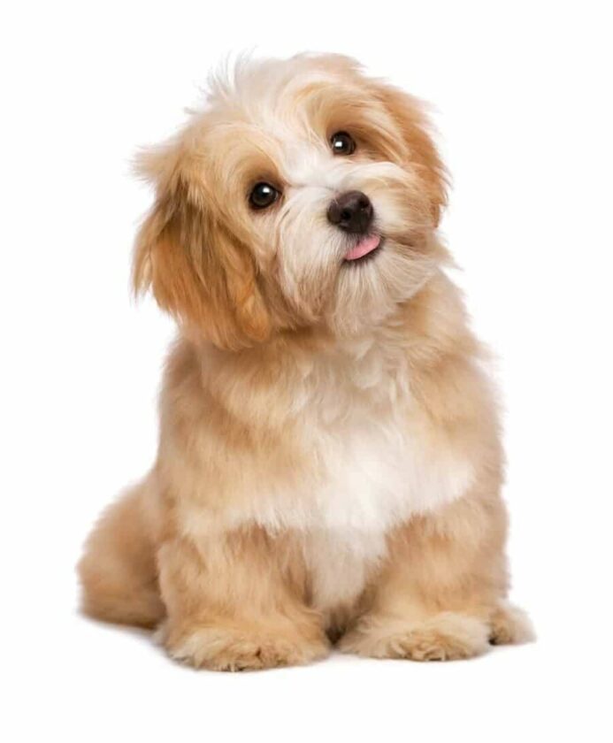 Puppy-proof your home to keep your new havanese puppy safe.