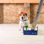 To keep your dog safe during home renovations consider taking your dog to a friend's house to keep him away from the noise.