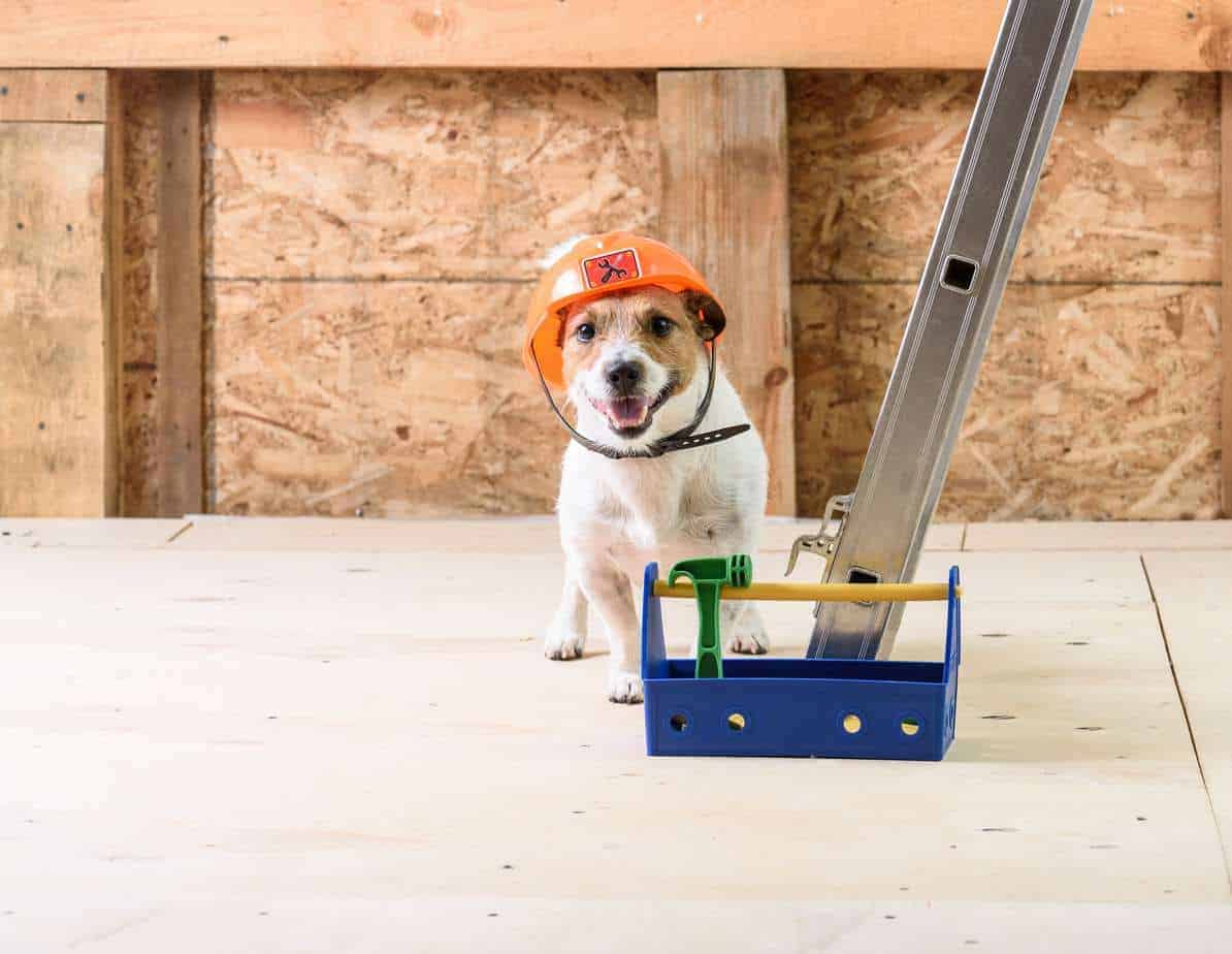 To keep your dog safe during home renovations consider taking your dog to a friend's house to keep him away from the noise.