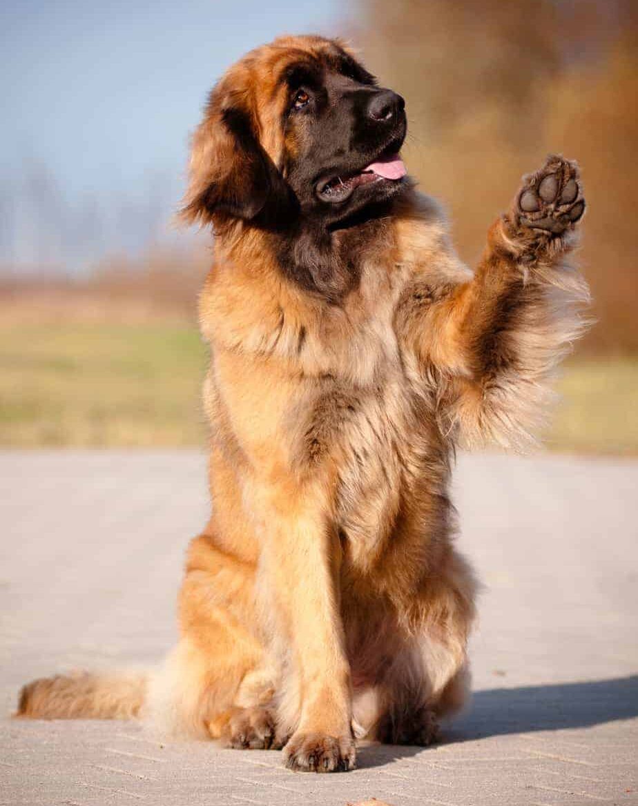 Leonberger puppies and adults are active dogs that need at least an hour of exercise each day. 