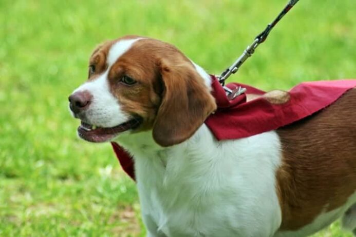 dog walks on loose leash