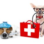 Plan ahead so you are ready in a dog medical emergency. Start by preparing a first aid kit. Jack Russell terrier with thermostat lies next to chihuahua wearing stethescope with paw on first aid kit.