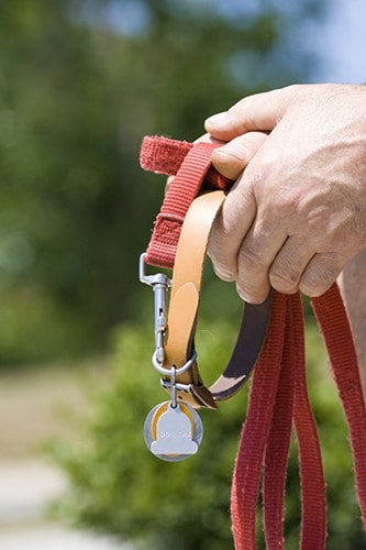 dog owner holds dog collar and leash