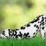 Dalmatian enjoys yard using a pet containment system. Pet containment systems offer an alternative to traditional fences meant to safeguard your pet.
