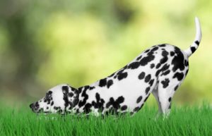 Dalmatian enjoys yard using a pet containment system. Pet containment systems offer an alternative to traditional fences meant to safeguard your pet.