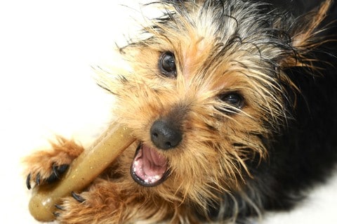 Dental chews and water additives aren't a substitute for regular toothbrushing. But they are an excellent addition to a dog's oral hygiene.