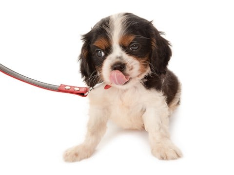 puppy on leash