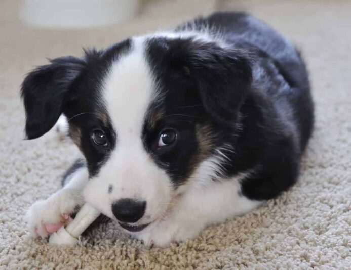 puppy teeth