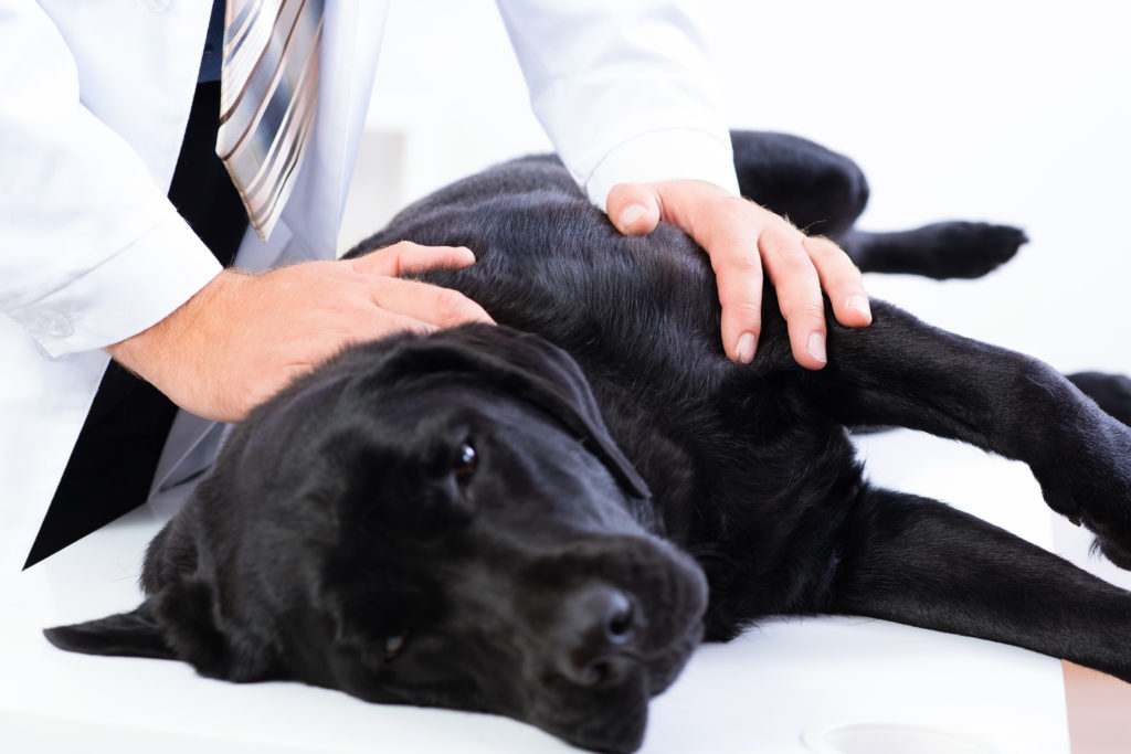 Healthy dogs should have a shiny coat, suitable appetite, predictable thirst, steady weight, regular eliminations, age appropriate energy level, and well-balanced emotional behaviors.