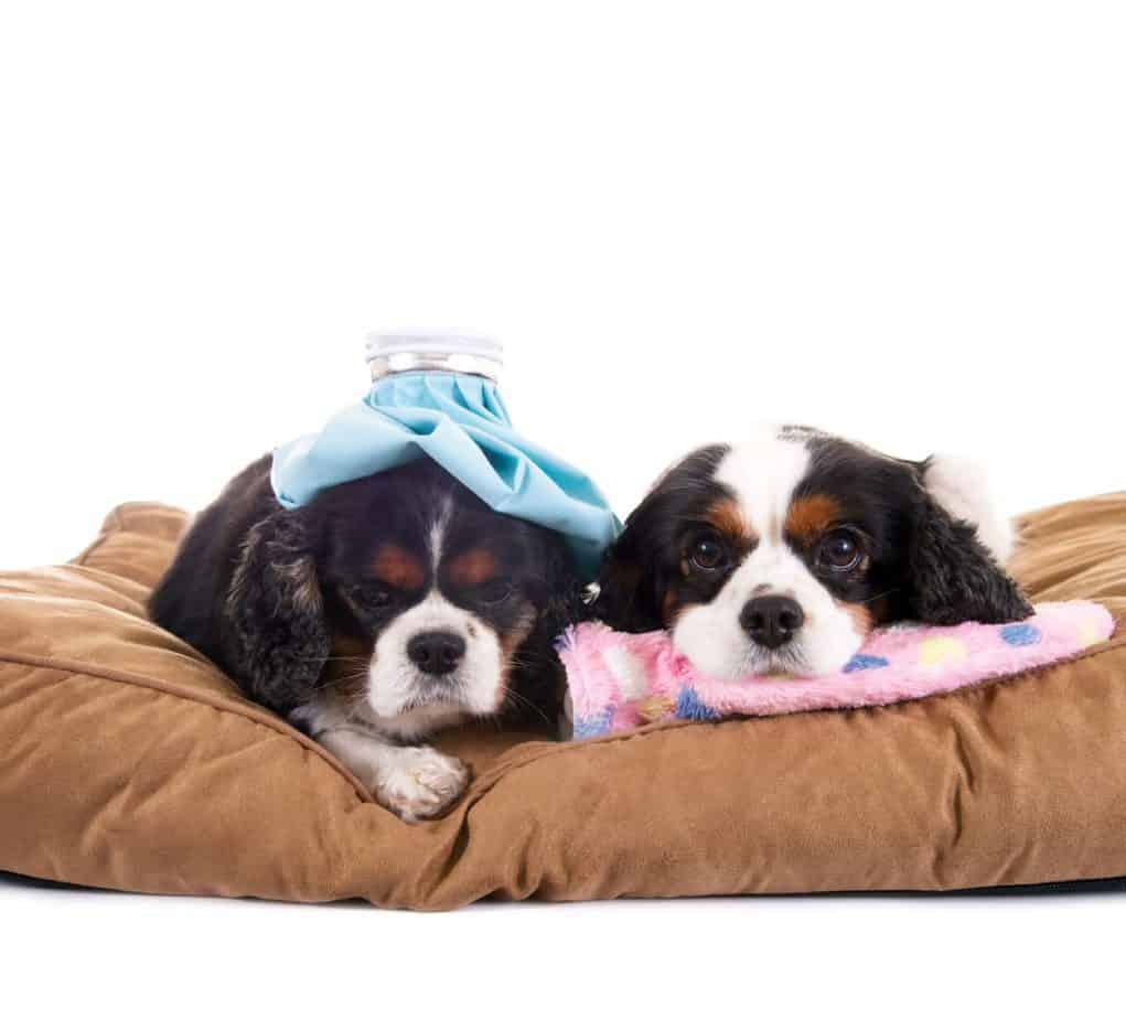 Paid time off to care for sick pets like these cavalier King Charles spaniels.