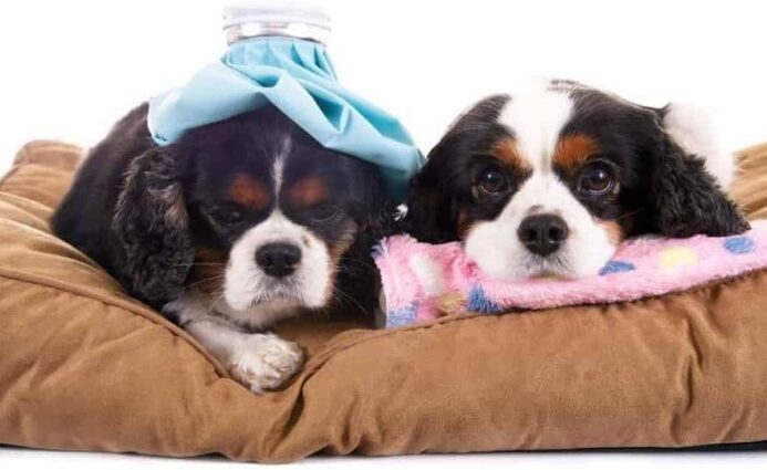 pair of sick Cavalier King Charles Spaniels