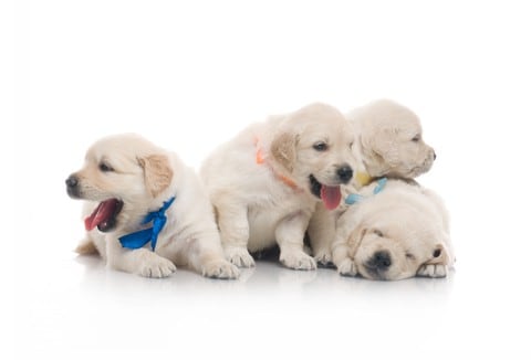 7 tips to get your dog to come when you call
