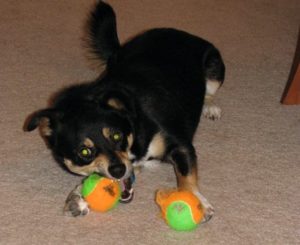Sydney plays with two tennis balls. How your dog plays reveals her canine temperament. There are three basic canine temperament groups: Assertive/Aggressive, Neutral and Passive.