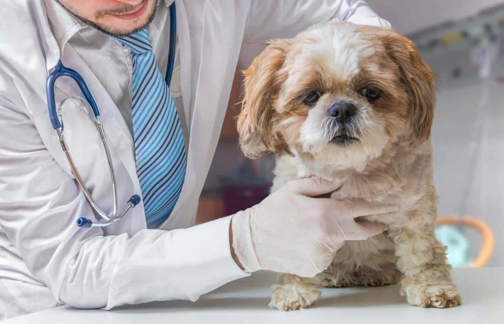 Vet examines maltese for dog illness warning signs.
