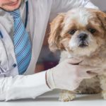 Vet examines maltese for dog illness warning signs.