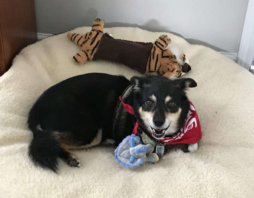 A happy Australian shepherd-corgi mix relaxes on a big dog bed with two stuffed toys. Using CBD oil for dogs can alleviate chronic pain from diseases like arthritis and can ease anxiety.