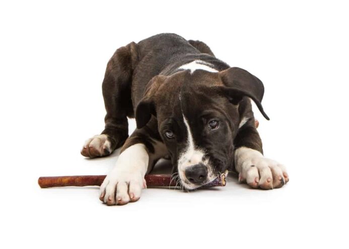 Buy dog treats like bully sticks. A cute brown and white puppy chews a bully stick.