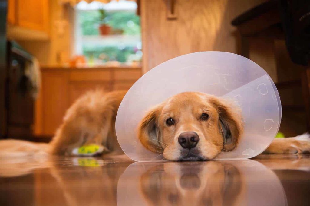 When dogs suffer from allergies like this golden retriever, they often scratch uncontrollably and need to wear a collar to allow the irritated area to heal. 