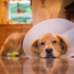 When dogs suffer from allergies like this golden retriever, they often scratch uncontrollably and need to wear a collar to allow the irritated area to heal.